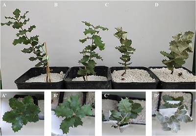 Effect and Response of Quercus ilex subsp. ballota [Desf.] Samp. Seedlings From Three Contrasting Andalusian Populations to Individual and Combined Phytophthora cinnamomi and Drought Stresses